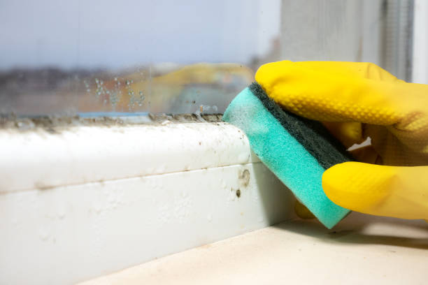 Professional Mold Removal in New Brighton, PA